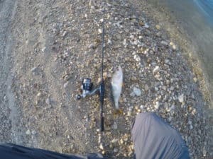 Persico Trota E Persico Trota Pesce Vivo – Ittica Siciliana Persico Trota E Persico Trota Pesce Vivo – Ittica Siciliana