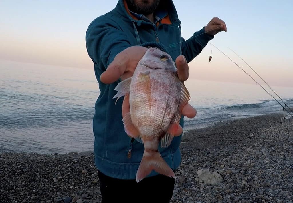 pagro a feeder in mare