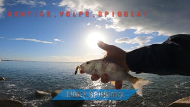 DENTICE A LIGHT SPINNING