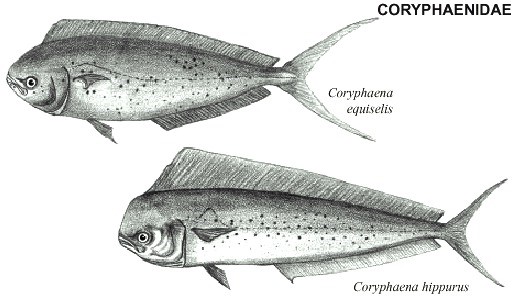Figura 1: Le due specie del genere Coryphaena
