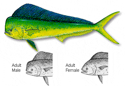 Figura 2: Differenza morfologica della testa di un maschio adulto e di una femmina adulta