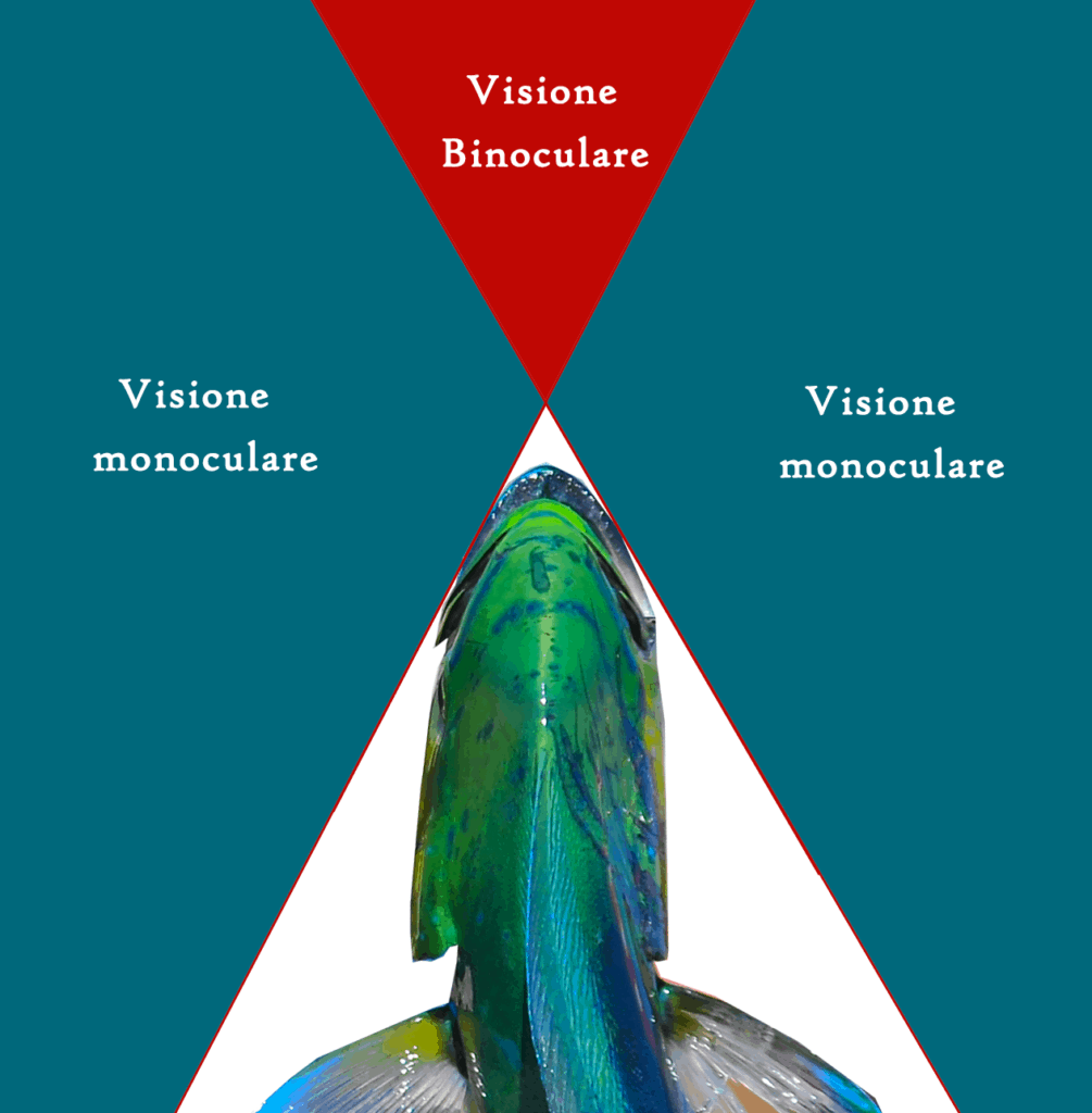 Figura 4: Visione binoculare e monoculare della Lampuga