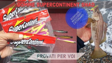 gomme supercontinent shad
