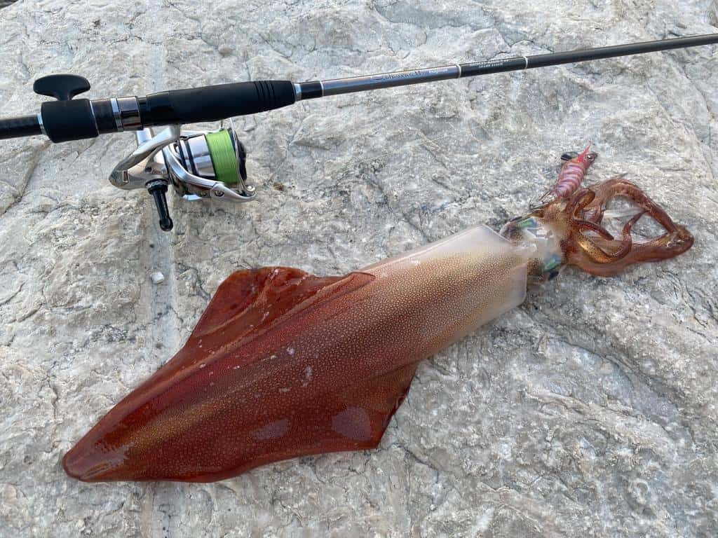 grosso calamaro catturato di giorno utilizzando la tecnica dell'eging