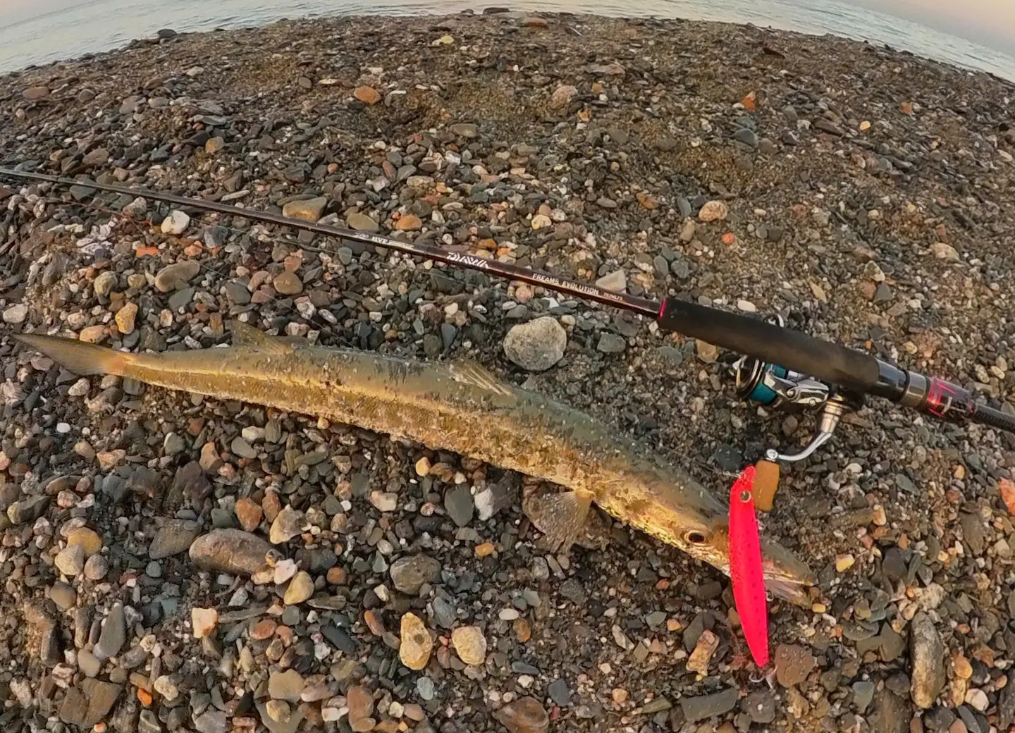 CARANGO & BARRACUDA light spinning