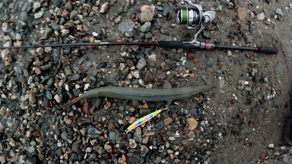 barracuda con lo Tsurinoya Stinger 140F