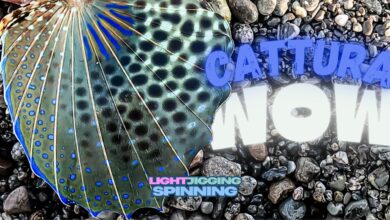 light jigging e spinning civetta