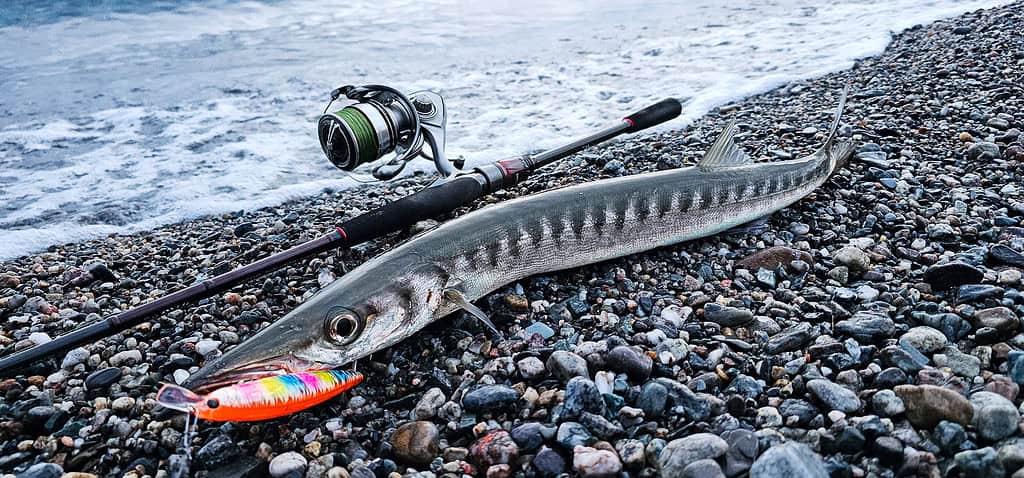 barracuda su tsurinoya stinger 120f