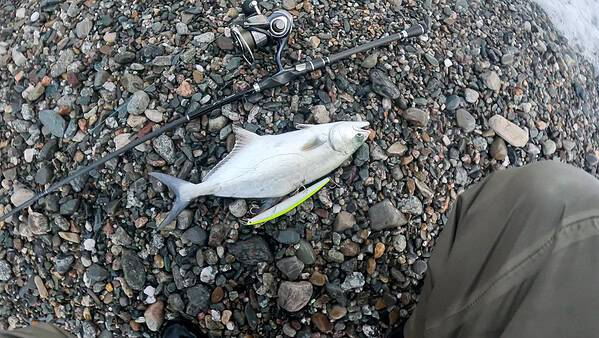 SHINER 170 SL-S Longjerk - immagine 2