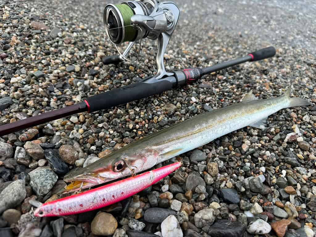 aluzzo o luccio di mare con longjerl duo tide pink sardine