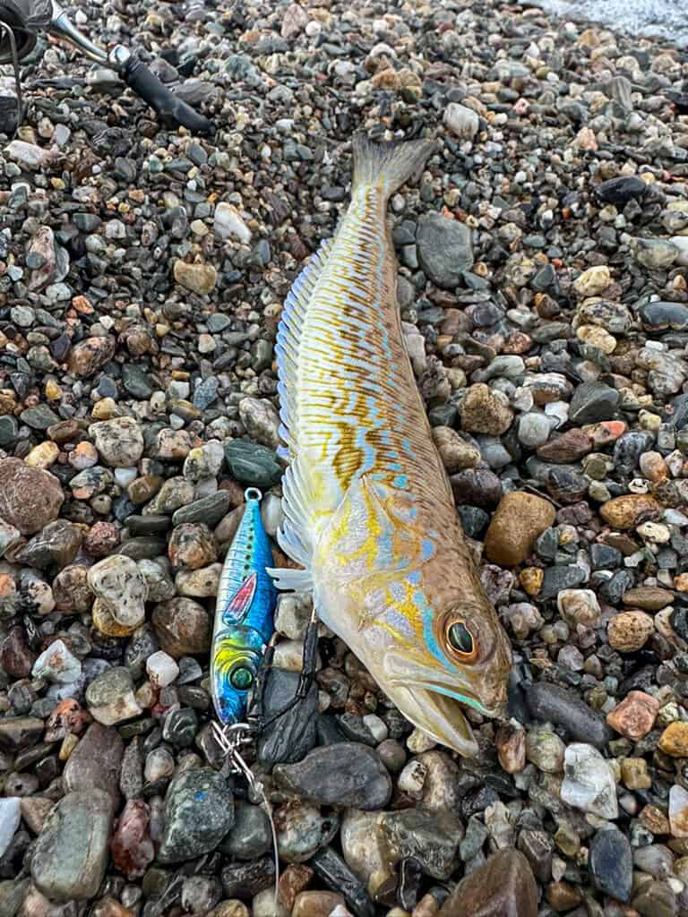 Tracina con JIG Ultrarealistico