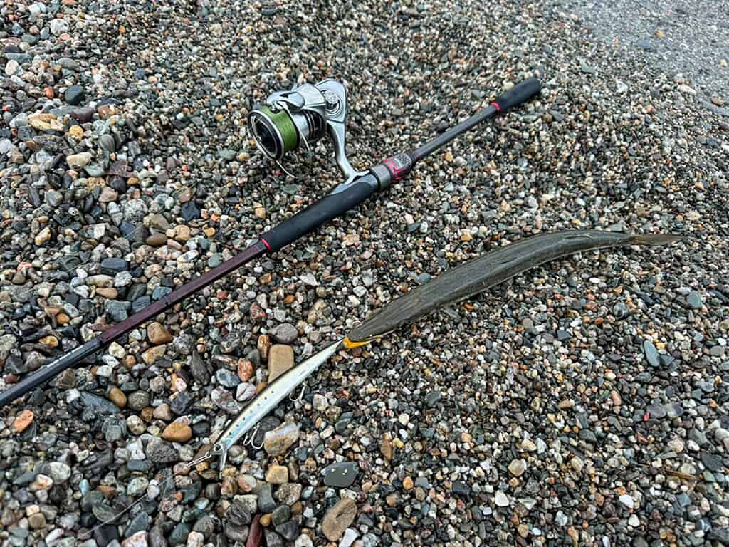 aluzzo o luccio di mare con longjerl duo tide sardine