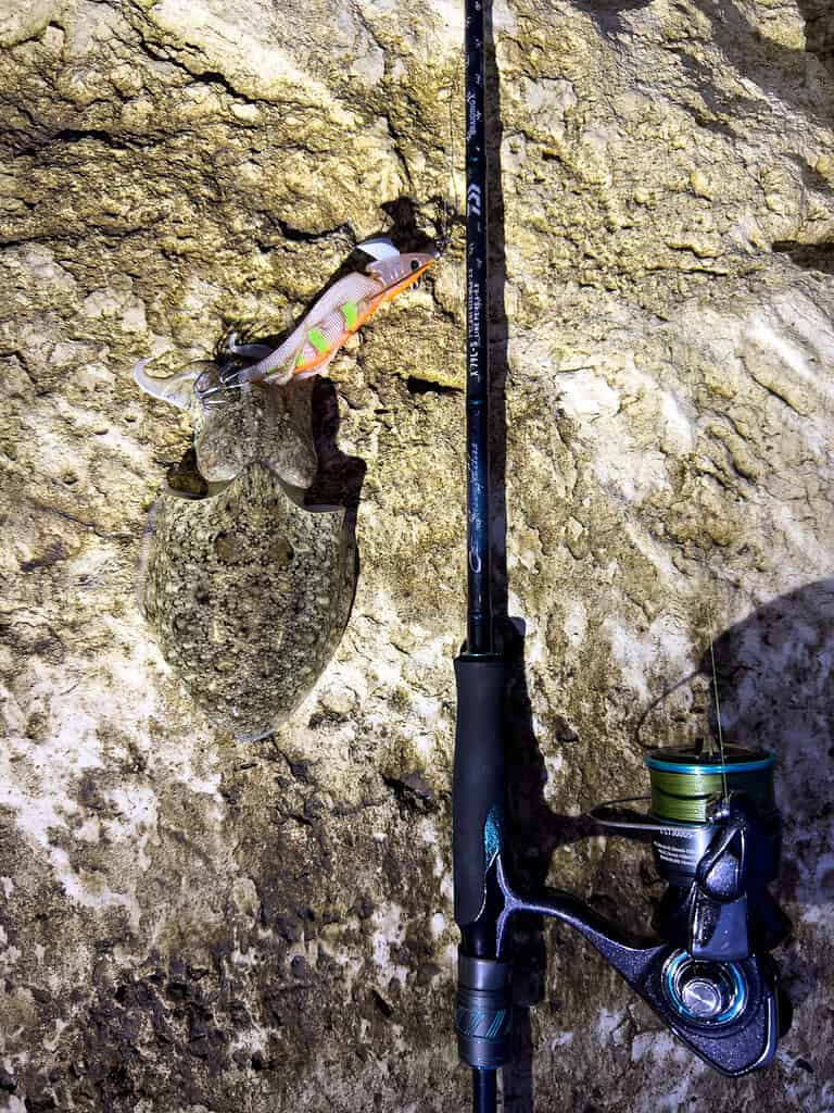 seppia con attrezzi daiwa emeraldas