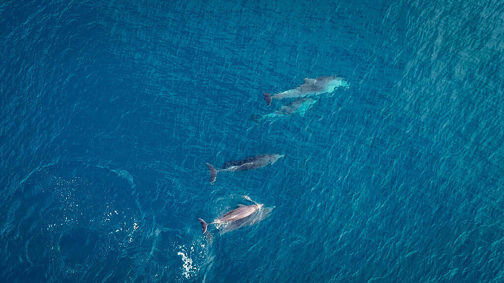 Foto scattata dal drone dopo avvistamento da kayak - famiglia di delfini