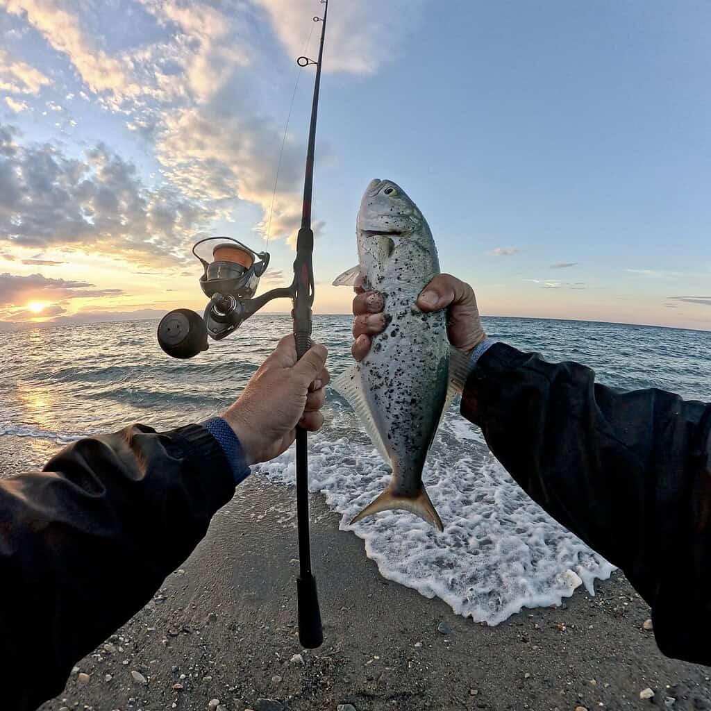 pesce serra a galla sul needle di PS-LURES arrow