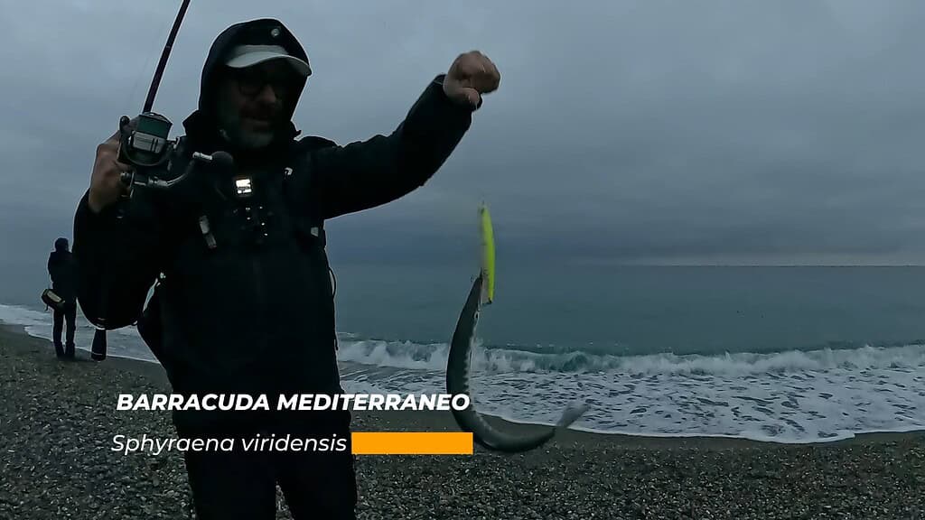 Barracuda mediterraneo catturato con sls-z vertice r laser impact 140